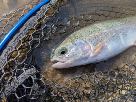 激濁りの中トラウト狙い